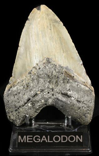 Giant, Megalodon Tooth - North Carolina #47815